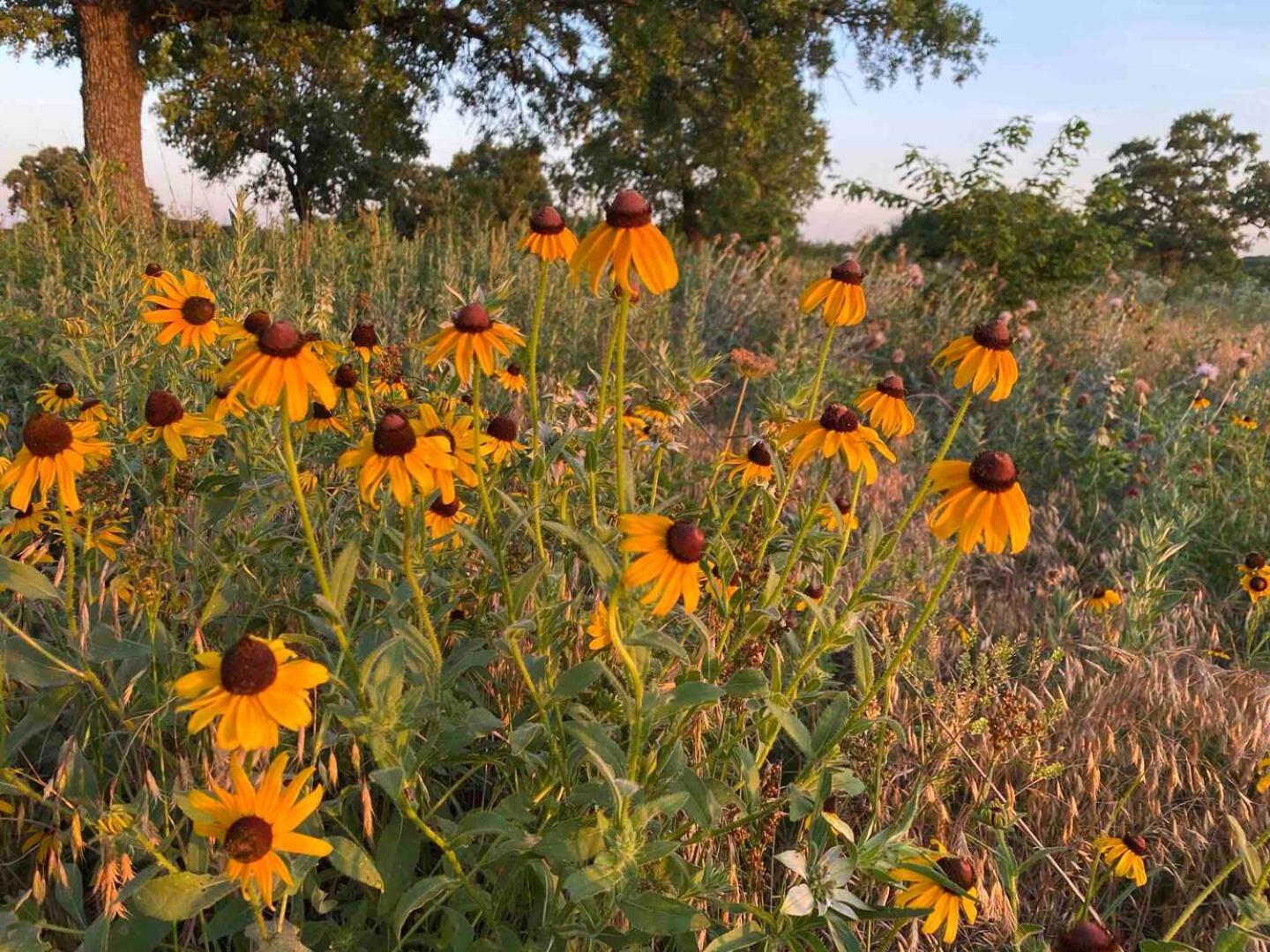 Nature Retreateclectic Country Boho Farmhouse Nocona Exterior foto
